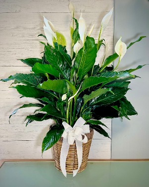 Peace Lily Plant  Spathiphyllum Clevelandii 