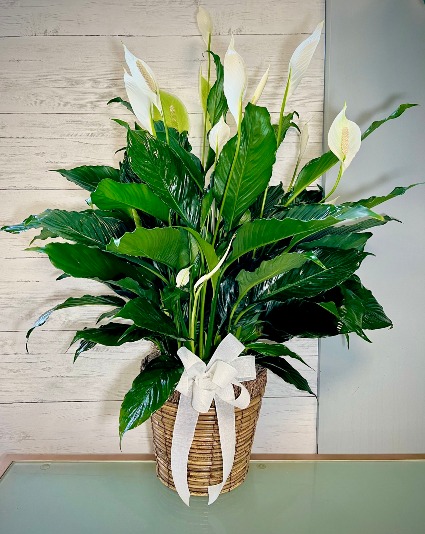 Peace Lily Plant  Spathiphyllum Clevelandii 
