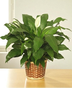 PEACE LILY PLANT    Spathiphyllum clevelandii 