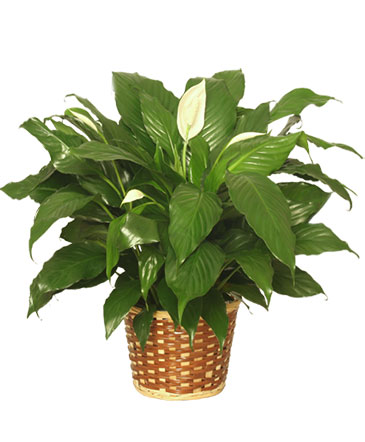 PEACE LILY PLANT    Spathiphyllum clevelandii  in Vernal, UT | Alayna's Arrangements