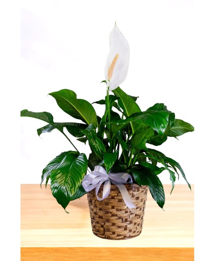 Peace Lily Plant  Basket Arrangement