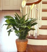 PEACE LILY PLANT 