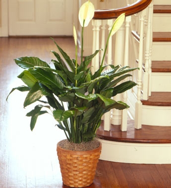PEACE LILY PLANT 