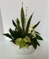 Loving Anthurium Plant