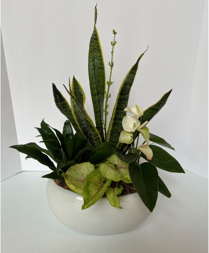 Loving Anthurium Plant
