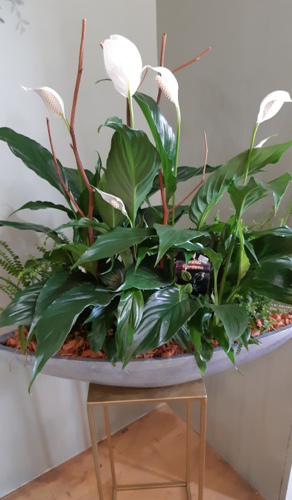 Peace Lily Planter Planter