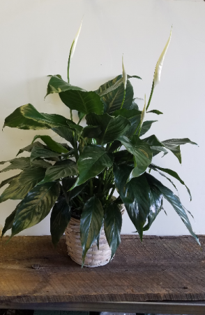 Peace Lily Potted Plant