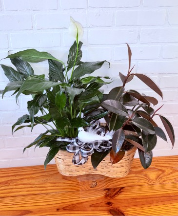 Peace Lily + Rubber Plant DOUBLE BAMBOO BASKET COMBO in Weatherford, OK | The Flower Box Florist