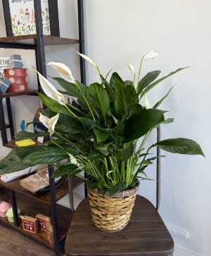 Peace Lily (Small) 