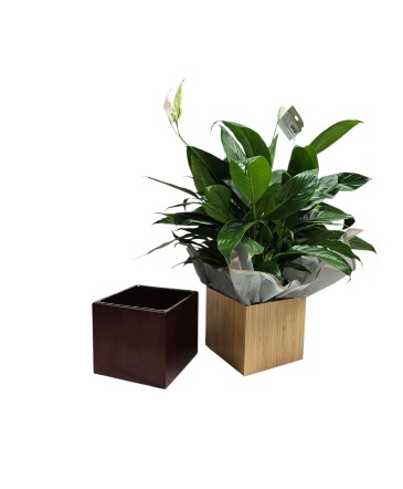 Peace Lily (Spath) In Light or dark wood container in Culpeper, VA | ENDLESS CREATIONS FLOWERS AND GIFTS