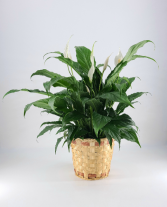 Peace Lily -   Spathiphyllum clevelandii 