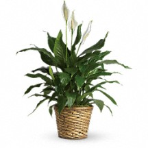 Peace lily sympathy peace lily