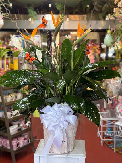 Peace Lily With Birds of Paradise 