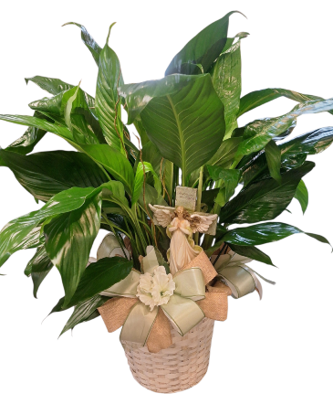 Peace Lily with Keepsake Angel Plant with Keepsake in Nederland, TX | Harris Florist