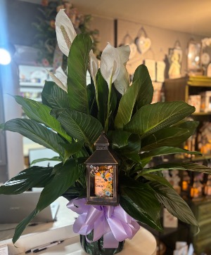 Peace Lily With Lantern 