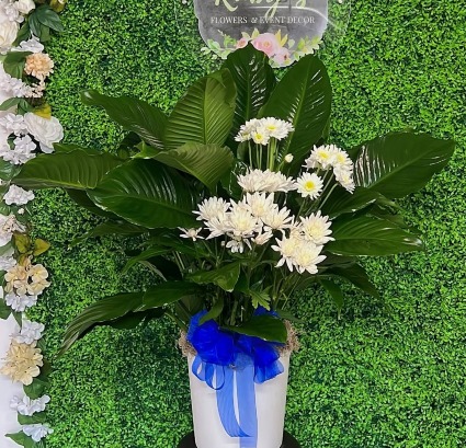 Peace lily with white flowers  