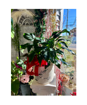 Peace on Earth Peace Lily Plant