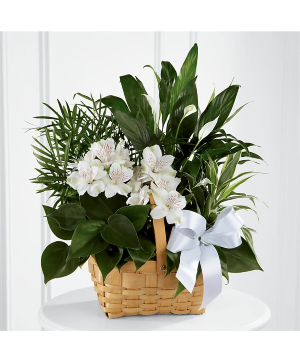 Peace & Serenity Dishgarden Plants