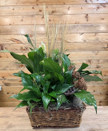 Peace That Passeth Plant Arrangement  in Zimmerman, MN | Zimmerman Floral & Things