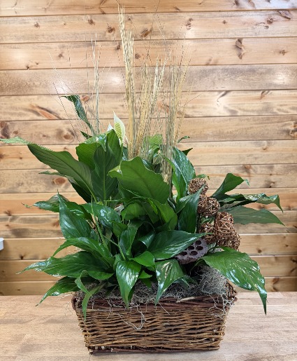 Peace That Passeth Plant Arrangement 