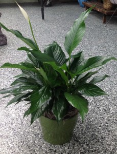Peaceful Creation Peace Lily Plant in Ceramic Pot