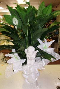 Peaceful Devotion plant