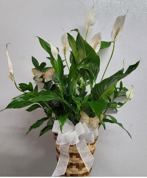 Peaceful lily basquet plant Sympathy arrangement in Norwalk, CA - Norwalk  Florist by Patty's Pretty Flowers