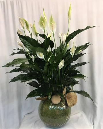 Peaceful Lily Plant