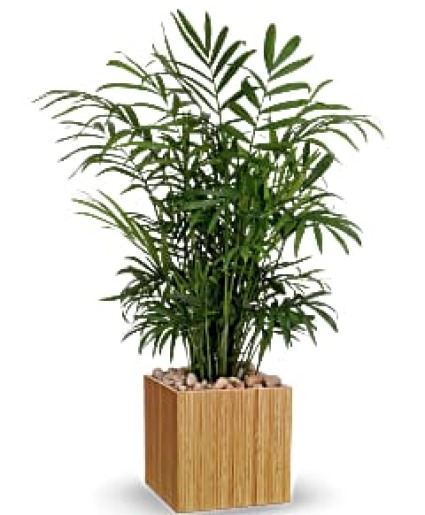 Peaceful Palm Plant 