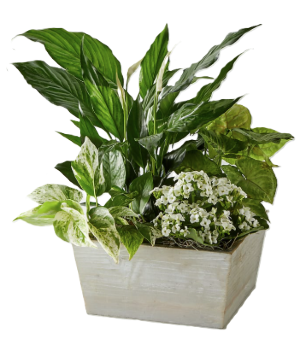 Peacefully White  Plant Garden