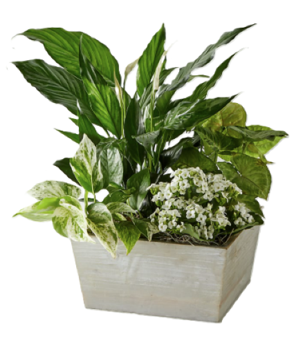 Peacefully White  Plant Garden