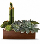 Peaceful Zen Garden - 101 Plant 