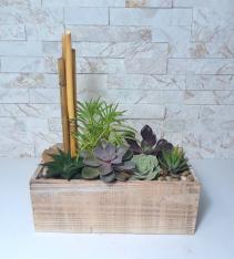 Succulent Zen Garden Plant