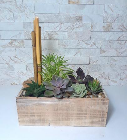 Succulent Zen Garden Plant