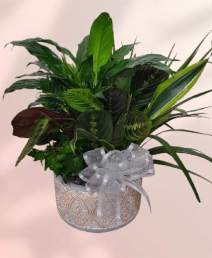 Peacefully Zen Dishgarden Dishgarden Local Delivery Only