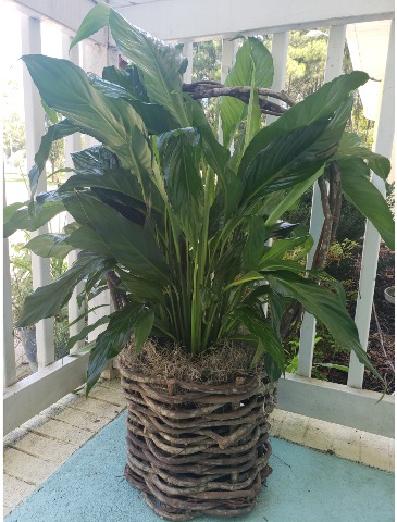 PEACELILY IN HANDMADE BASKET PLANTS in Hampstead, NC | Surf City Florist