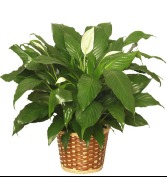Peacelily Plant