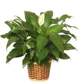 Peacelily Plant