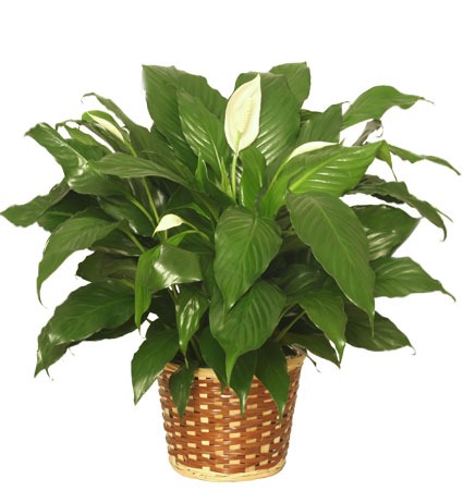 Peacelily Plant
