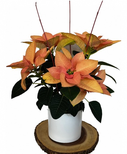 Potted Poinsettia  Plant