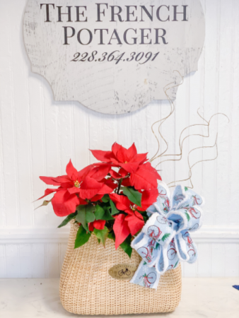 Pedal+Poinsettia  Designer’s Choice 