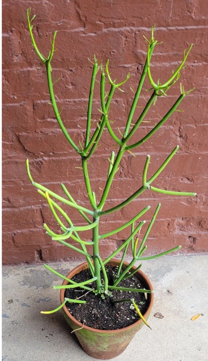 copper spoon succulent Buy Kalanchoe 'Copper Spoons' Australia main image 0