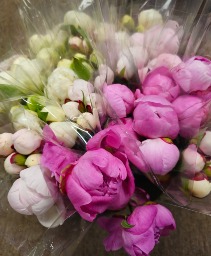 Peonies Special  