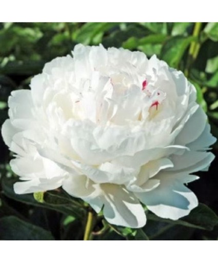 Peony Flower Add-on