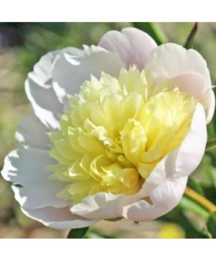 Peony Bush Primavere 1904 French Outside Plant