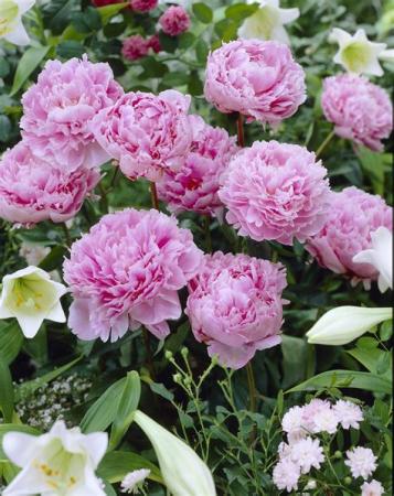 Peony Designers Choice  