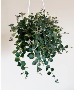 Peperomia Hanging 6" plant
