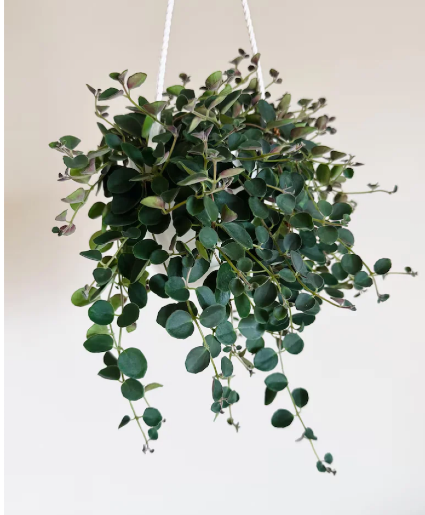 Peperomia Hanging 6" plant