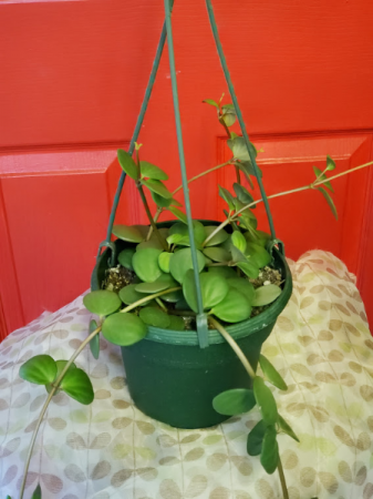 Peperomia Hanging Plant