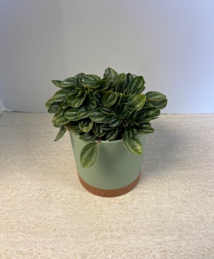 SOLD Peperomia NFS-P103